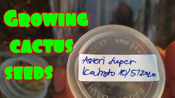 How to growing cactus from seed A-Z - Hướng dẫn tách và gieo hạt xương rồng