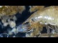 Desmopachria Larva Feeding on Ostracods (Predaceous Diving Beetle)