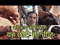 इस तरह करें अजमेरी सिरोही गुजरी नागोरी बकरियों की पहचान | mr. sukant Chawla ka formula | pkraj vlogs