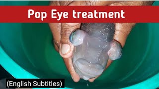 Pop Eye Treatment In Flower Horn Fish