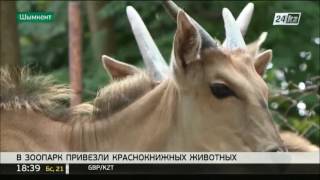 В зоопарк Шымкента привезли краснокнижных животных В зоопарк Шымкента привезли краснокнижных животных