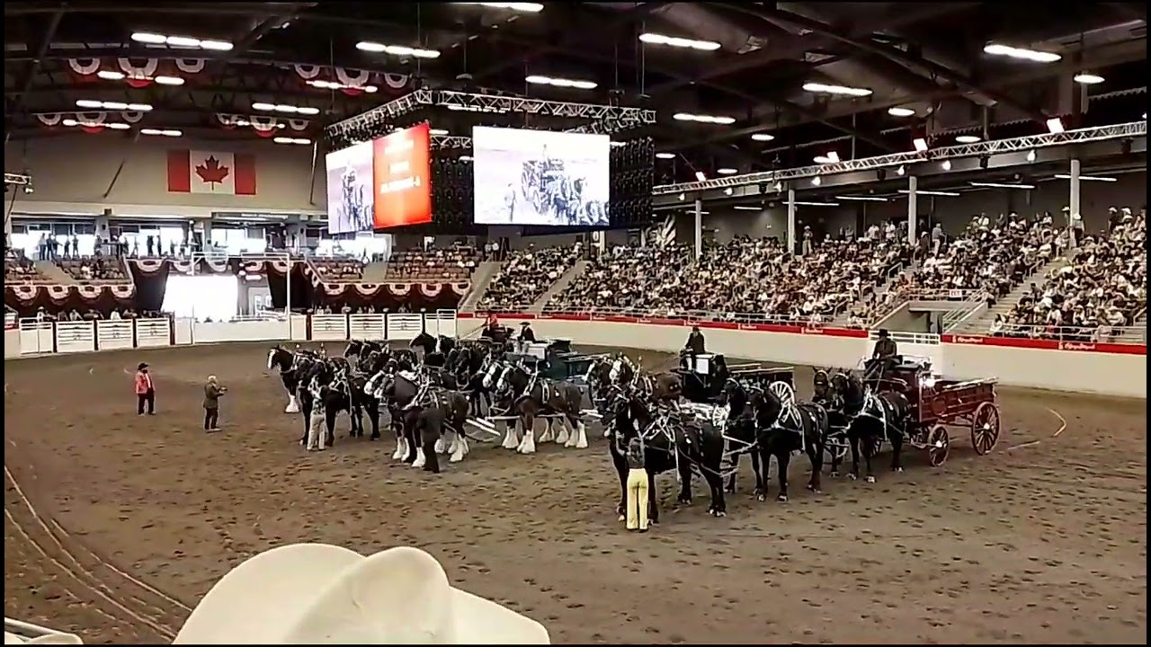 Heavy Horse Show | Calgary Stampede 2025 Canada 🇨🇦