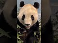 First images of Pandas at Atlanta Zoo