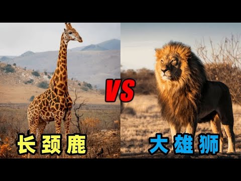狮子vs长颈鹿，当万兽之王遇到长脖怪物，究竟谁会笑到最后呢？