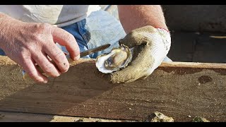 Person falls ill with bacterial infection after eating oysters at NoDa restaurant | WSOC-TV