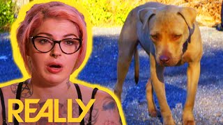Dog Rescuers Save Abandoned Young Pup In NerveRacking Rescue | Pit Bulls & Parolees