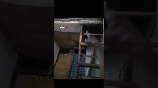 Suara Kunti Atau Suara Burung Yang Menyerupai Kunti