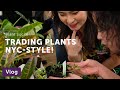 NYC Plant Swap '19 — Serving the City — Vlog 013