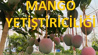 SERADA MANGO YETİŞTİRİCİLİĞİ