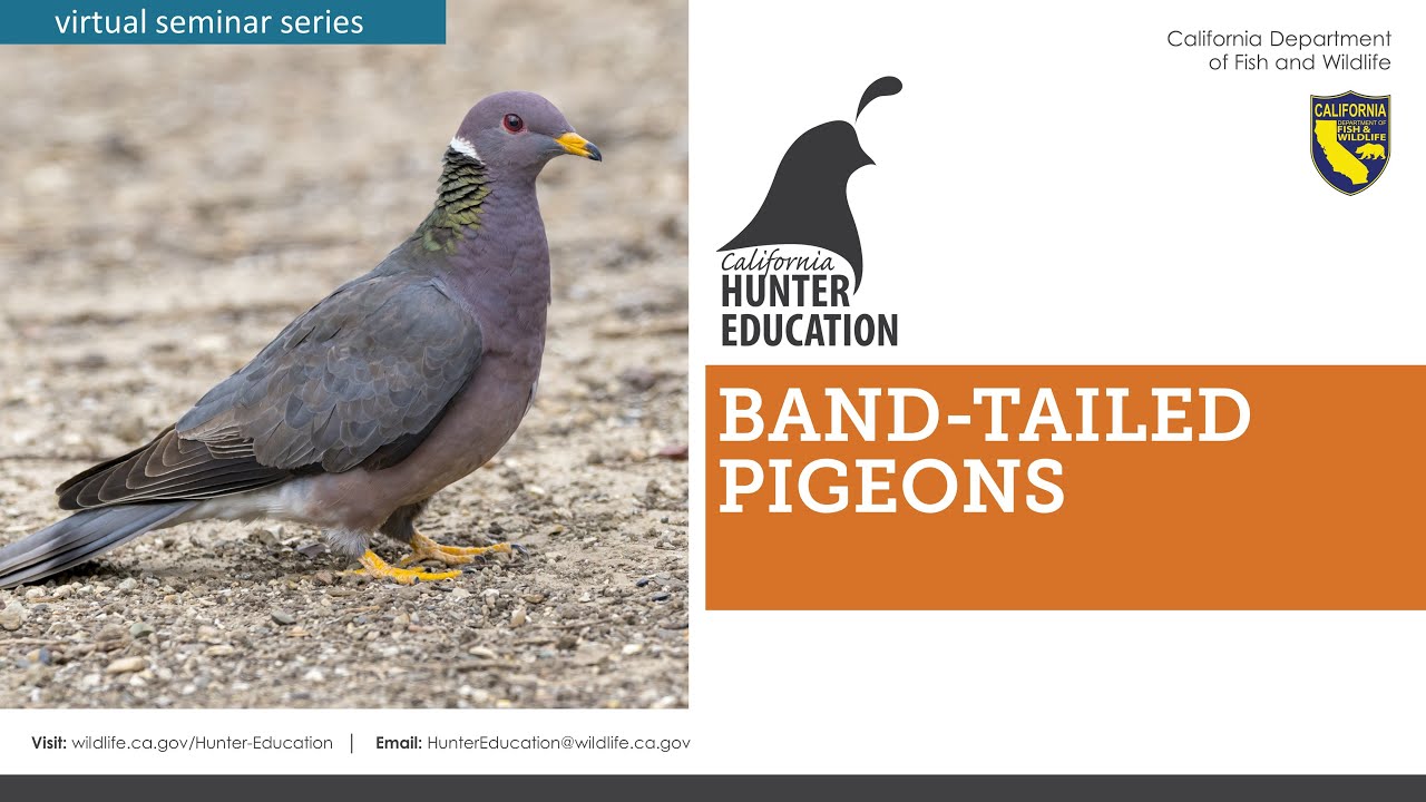 Wildlife Emergency Services blog: Band-tailed pigeon die-off - what you can  do!