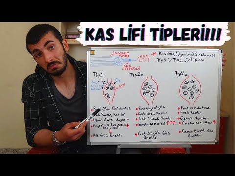 Kas Lifi Tipleri Ve Özellikleri | Kendi Kas Lifi Tipi Oranını Test Et!!!