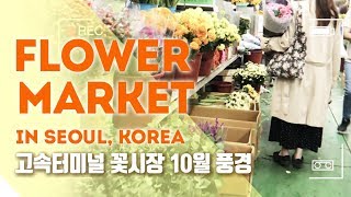 (ENG sub) Flower Market Tour in Seoul, Korea on October 5th