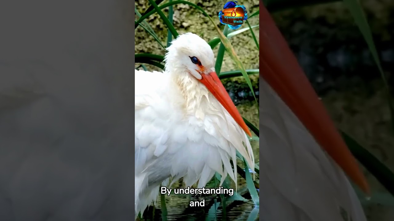 Interesting Facts About Fire Use by Storks 