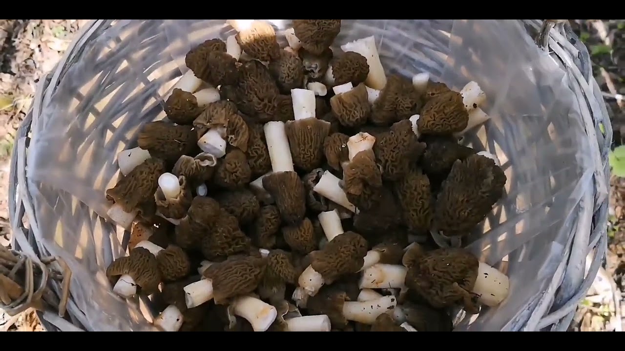 Сморчковая шапочка, строчки гигантские 2024.