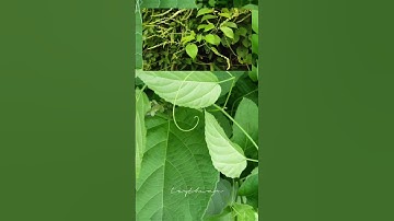 Cây Dây đòn gánh Gouania leptostachya trị đòn ngã tổn thương, sưng tấy