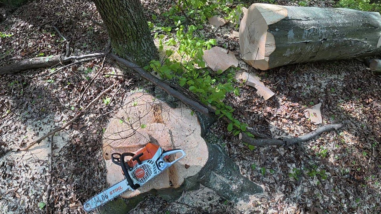 После долгого времени снова более толстые деревья, Лесозаготовка, Stihl ms 400.1 C-M, Amles, Zetor,