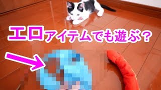 【１８禁】子猫はエロに興味あるの？　Kitten