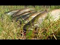 Fish hunting//Amazing big wallego fish catching.
