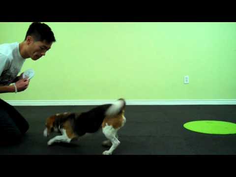 LoLaBuLand Puppy/Tricks - Lesson 2 - Hind End - Paws Crossed - Backup