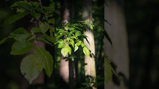 Fresh Green Leaves In Forest 4K – Peaceful Nature #nature #shorts