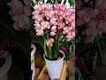 🌺 5 Trucos de Jardinería que Harán que tus Flores se Vean Más Hermosas que Nunca ✨#plantas #flores