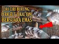 Ciri Ciri Burung Perkutut Lokal Yang Memiliki Suara Bagus Di Ombyokan Omkicau(.mp3 .mp4) Mp3 - Mp4 Download