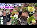 【陽春園】クリスマスローズ2026年の注目レア品種8選を紹介【園芸店】