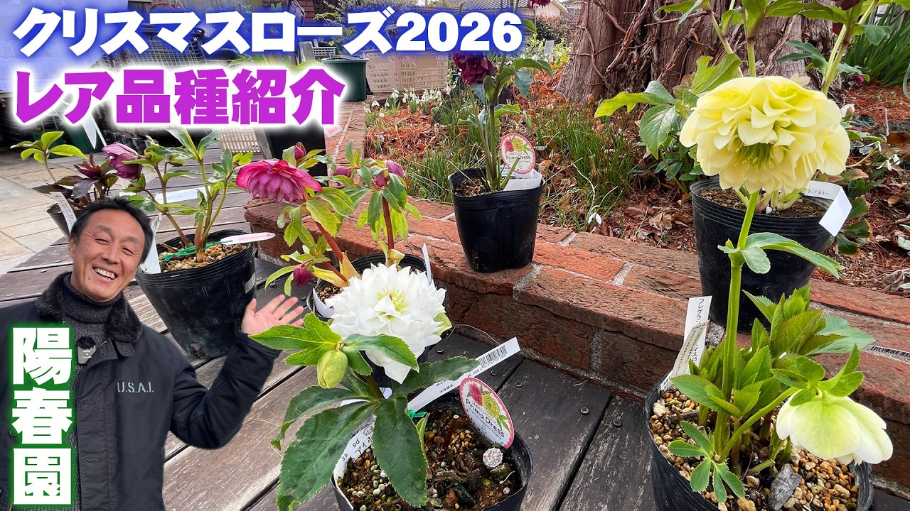 【陽春園】クリスマスローズ2026年の注目レア品種8選を紹介【園芸店】