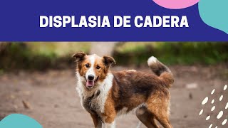 Displasia de cadera en perros  [Explicación y tratamiento]