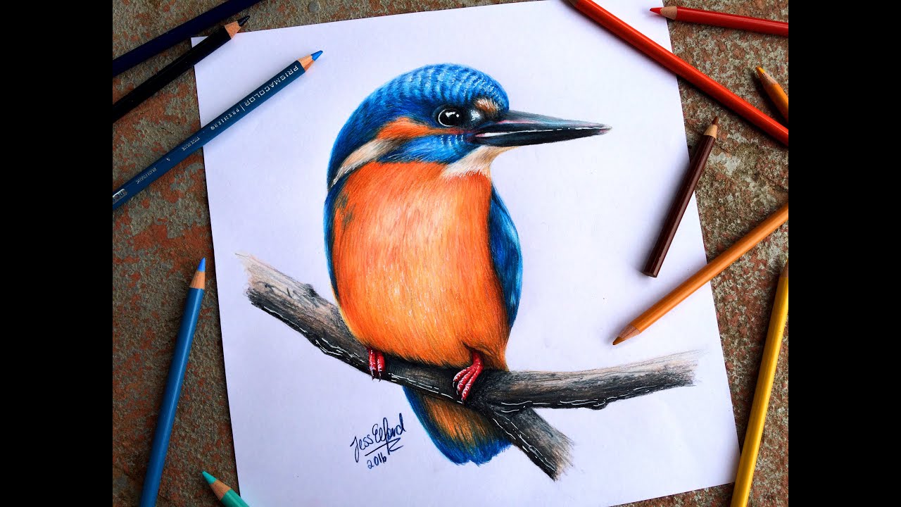 Water Kingfisher Drawings for Sale - Fine Art America