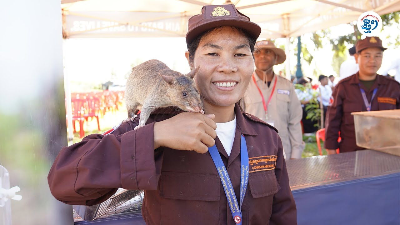 ស៊ីម៉ាក់ និង APOPO យកកណ្ដុរហិតរកមីនបង្ហាញក្នុងពិព័រណ៍«សន្តិភាព ...