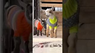 Goats in Sweaters = Peak Cuteness! 🐐🧵♥️