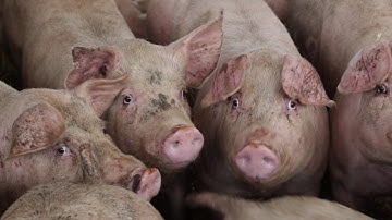 Reducing the need for antibiotic treatments in pigs