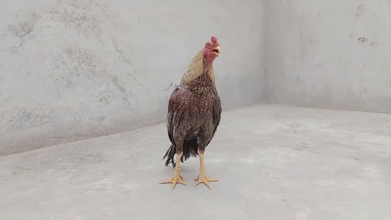 Top 4 rooster crowing sounds compilation plus