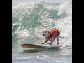 Haole Boy The Surfing Dog!