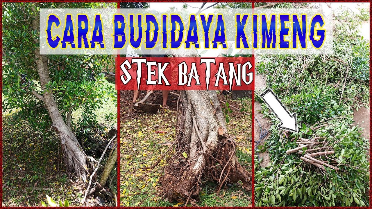 Cara Budidaya Bonsai Kimeng Metode Stek / Ficus Microcarpa bagi Pemula