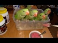 Кормление птенцов александрийских попугаев