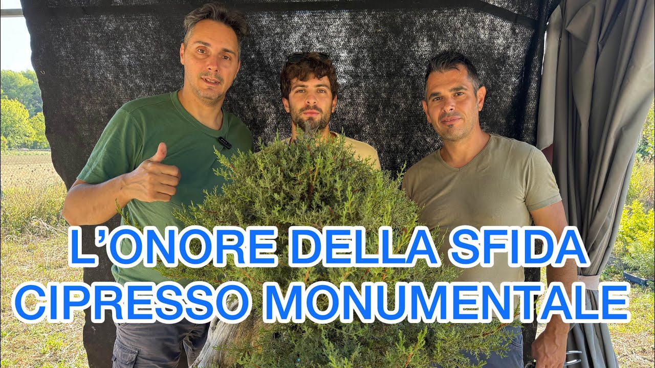 Lavoriamo uno dei cipressi più belli e importanti d’Europa.