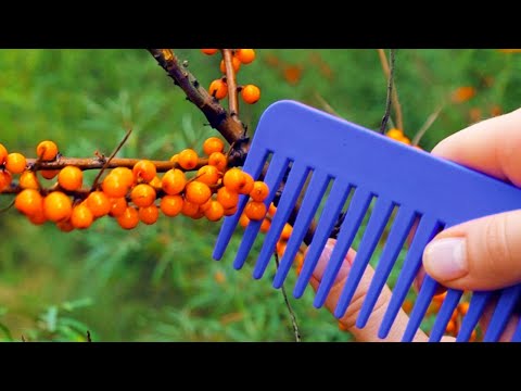 Video: Idee per piante per crepe - Suggerimenti per il giardinaggio in crepe e fessure