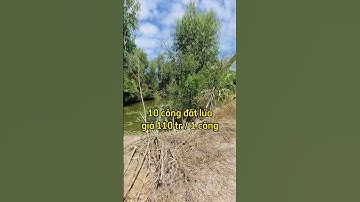 Bán 10 công đất lúa ở xã tân thành,mộc hóa,long an.Sđt 0979920397