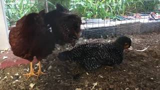 Keeping chickens cool in humidity