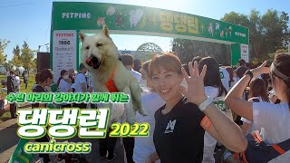 수 천마리 강아지가 함께 뛰는 댕댕런!, dog run!, canicross [대형견, 화이트스위스셰퍼드(white swiss shepherd,ホワイトスイスシェパード)