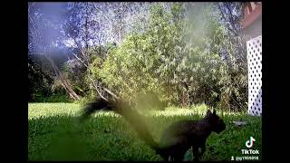 Sammy the Squirrel #florida #nature #backyard #wildlife #squirrels Guía