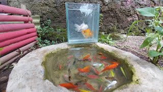 The catch beautifull fish in a small pond, rainbow fish koi fish, goldfish, glowfish, manfish #003