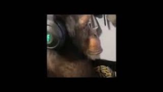 The Ultimate Monke Fall