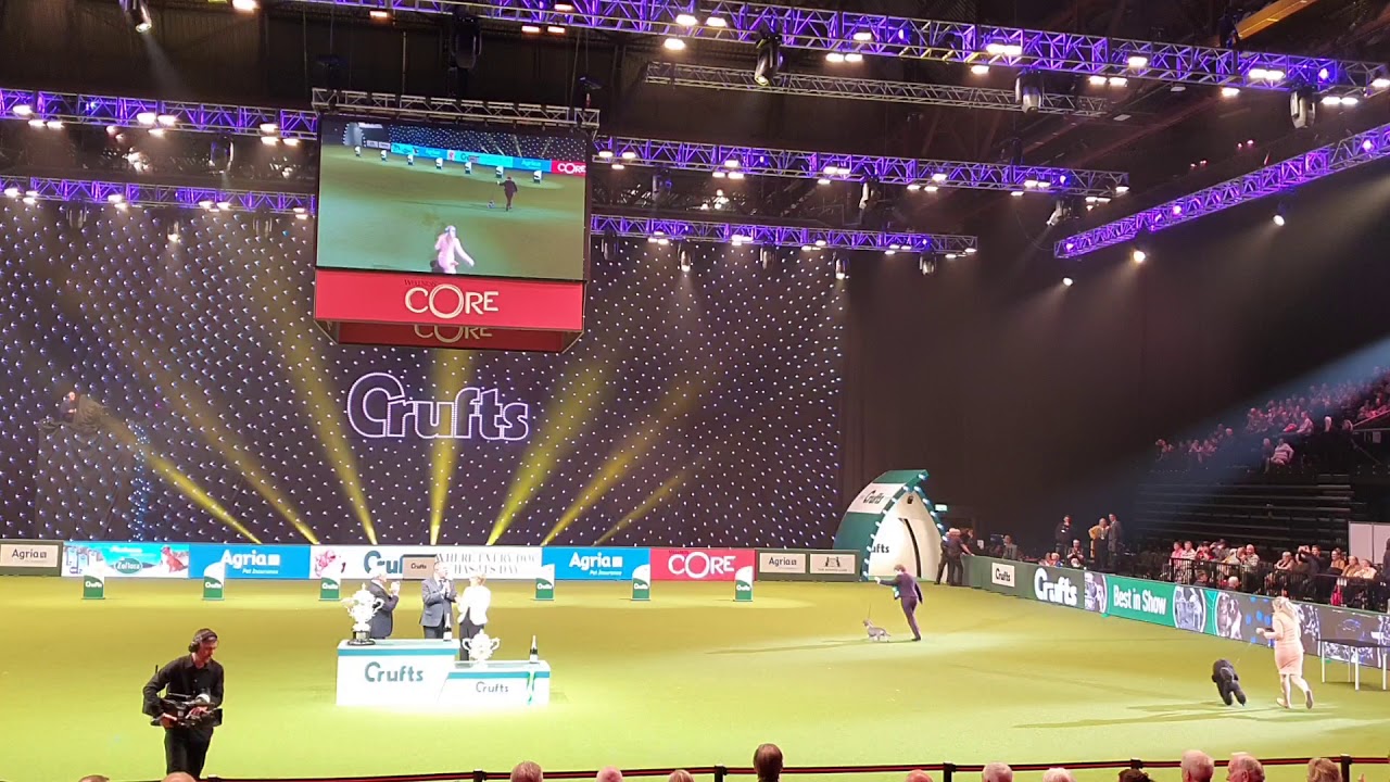 BEST IN SHOW CRUFTS 2020 YouTube