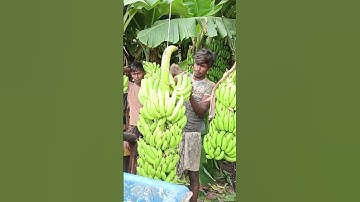 CAVENDISH G9 BANANA . ANDHRA QUALITY  #dubai #iran #iraq #oman #kuwait #uae #saudi #export #india