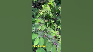 cây an xoa