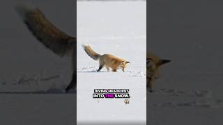 How Does a Fox Hunt Prey Hidden Under Snow?!