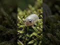 top 3 amazing facts about animals that I bet you don't know #youtubeshorts #shortsviral